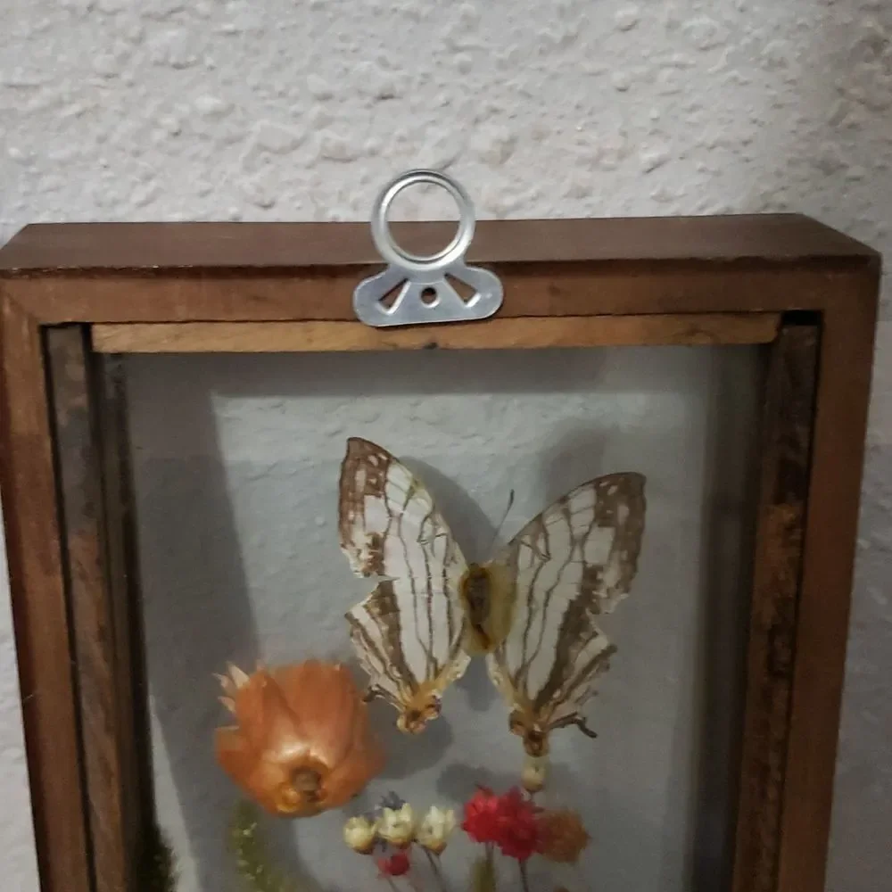 Stunning Butterfly & Dried Flowers Mounted In Shadow Box Framed Wall Art